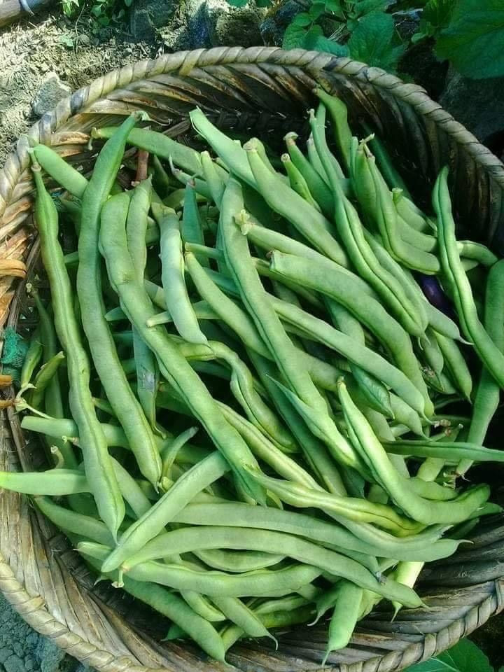 Yerli Fasülye Ata Tohumu