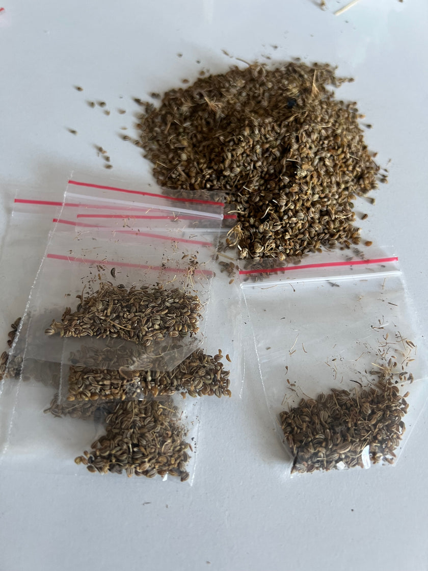 Yerli Maydonoz Ata Tohumu