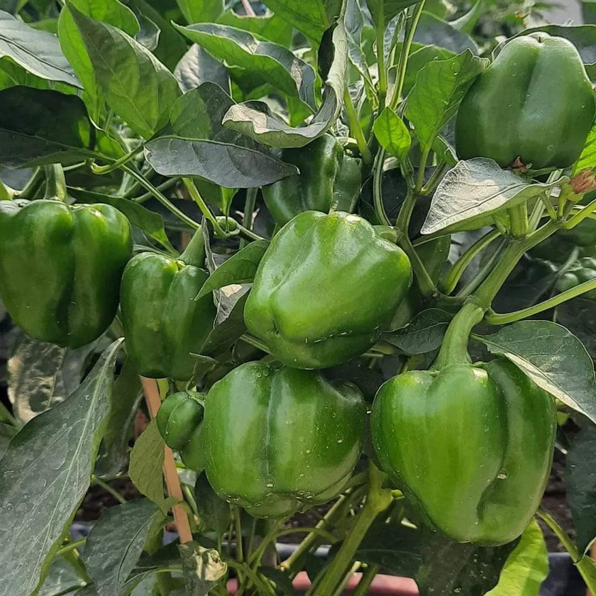 Yerli Dolma Biberi Ata Tohumu