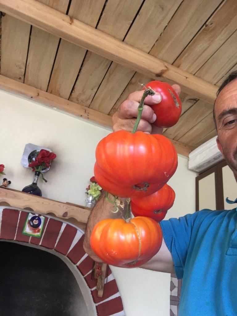 Yerli Yarık Domates Ata Tohumu