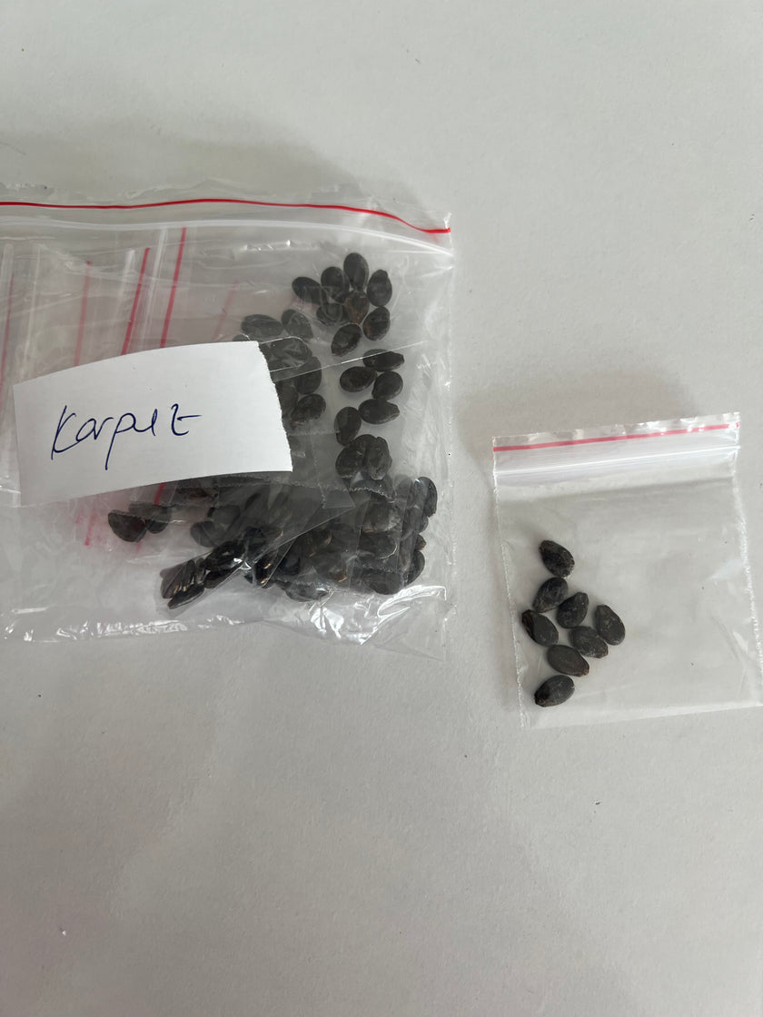 Yerli Karpuz Ata Tohumu