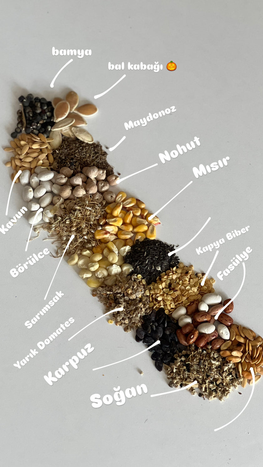 Yerli Karpuz Ata Tohumu