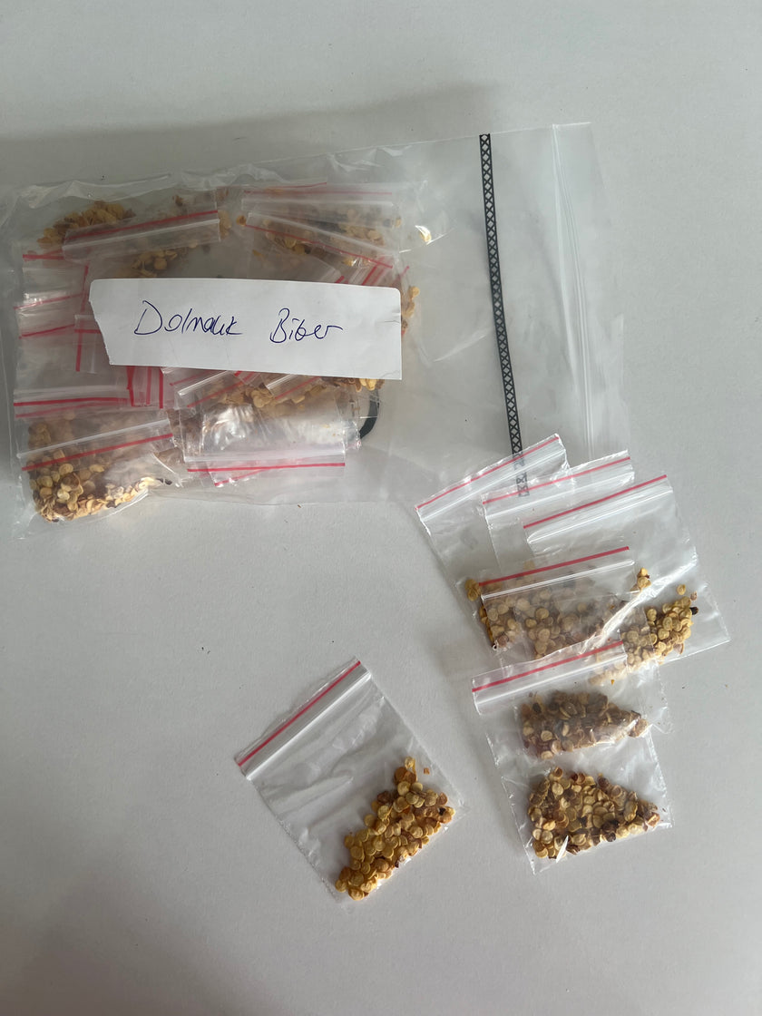 Yerli Dolma Biberi Ata Tohumu