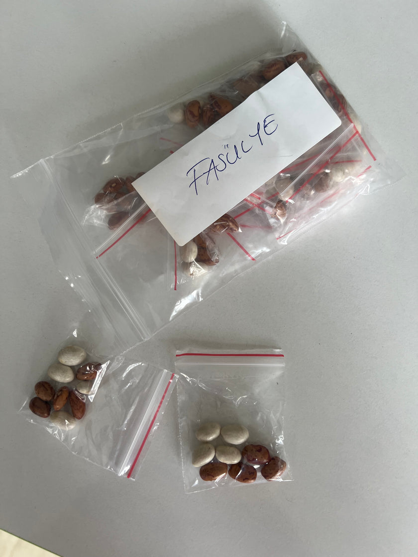 Yerli Fasülye Ata Tohumu